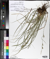 Carex cherokeensis image