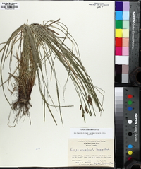 Carex caroliniana image