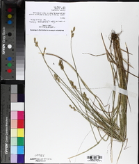 Carex albolutescens image