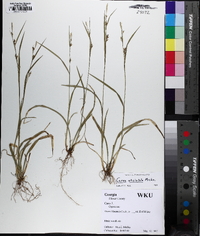 Carex striatula image