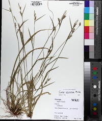 Carex striatula image