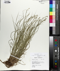 Carex radiata image