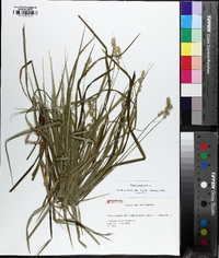 Carex projecta image