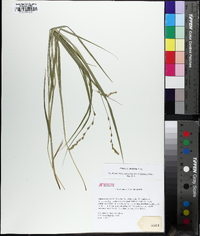 Carex projecta image