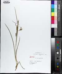 Carex glaucodea image