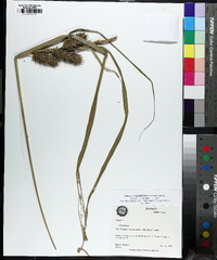 Carex lupuliformis image