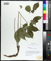 Aralia nudicaulis image