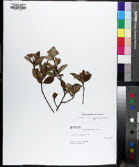 Aronia × prunifolia image