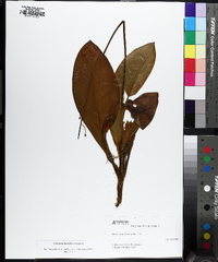 Clintonia borealis image