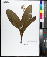 Clintonia borealis image