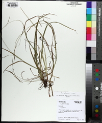 Carex flexuosa image