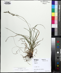 Carex swanii image