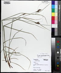 Carex caroliniana image