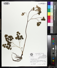 Thalictrum dioicum image