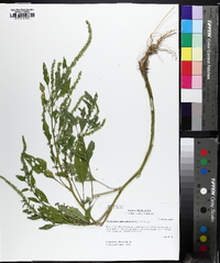 Amaranthus tuberculatus image