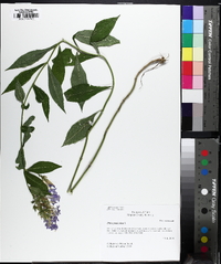 Phlox paniculata image