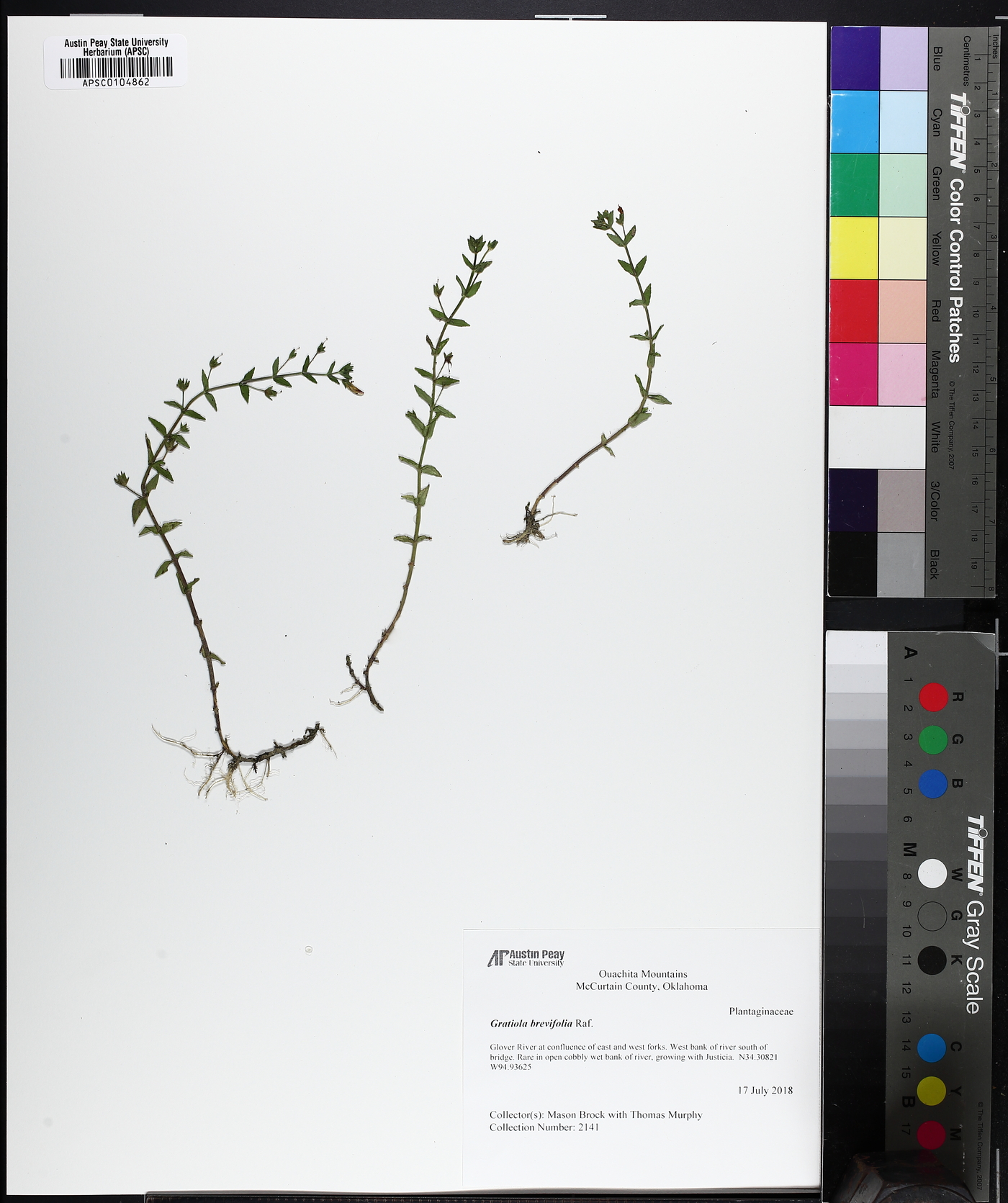 Gratiola brevifolia image