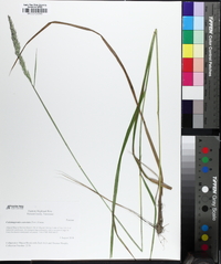 Greeneochloa coarctata image