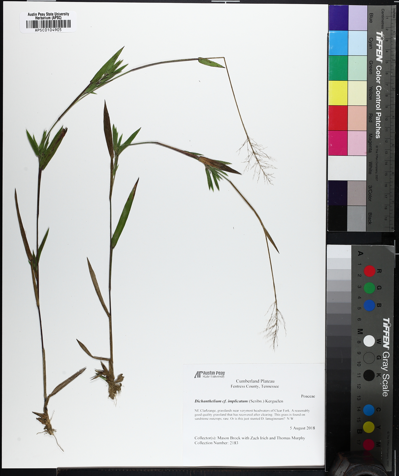 Panicum acuminatum image