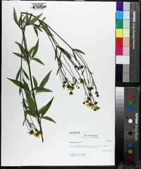 Coreopsis tripteris image