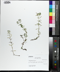 Polypremum procumbens image