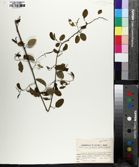 Berchemia scandens image