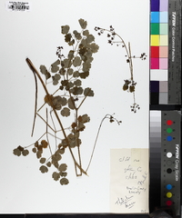 Thalictrum dioicum image