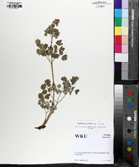 Thalictrum fendleri image