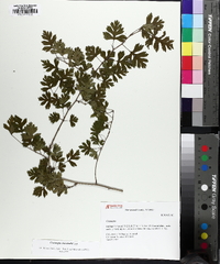 Crataegus marshallii image