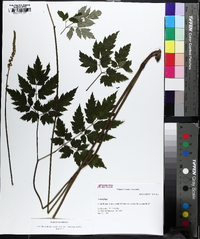 Actaea racemosa image