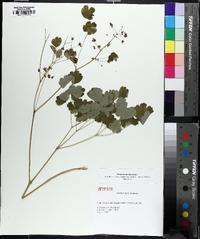 Thalictrum dioicum image