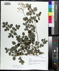 Thalictrum pubescens image