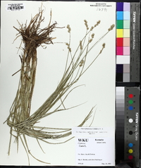 Carex festucacea image