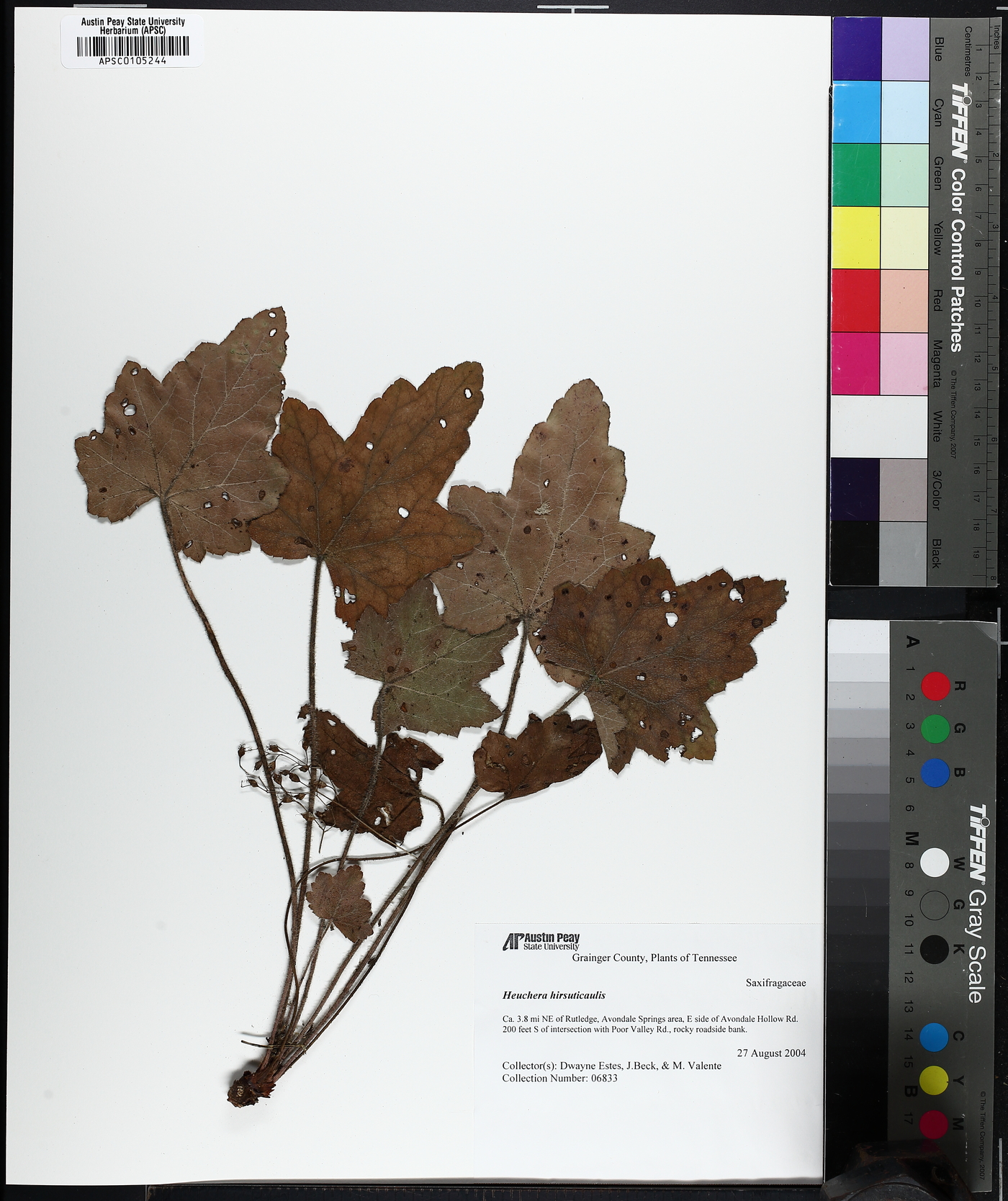 Heuchera hirsuticaulis image