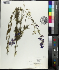 Delphinium ajacis image