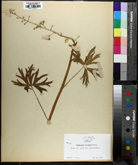 Delphinium tricorne image