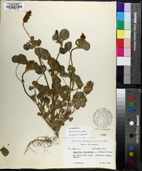 Trifolium incarnatum image