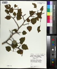 Crataegus iracunda image