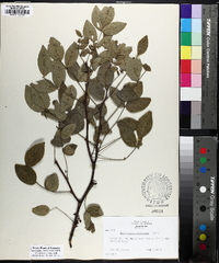 Zanthoxylum americanum image