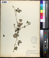 Potentilla indica image