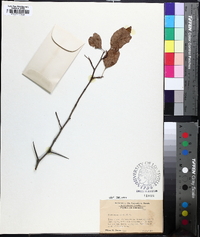 Crataegus viridis image
