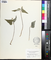Viola hastata image