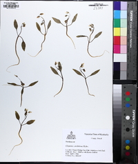 Claytonia caroliniana image