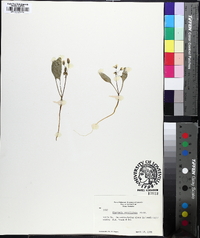 Claytonia caroliniana image