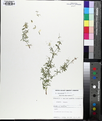 Galium concinnum image