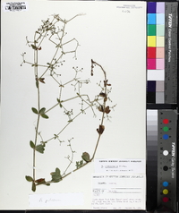 Galium pilosum image