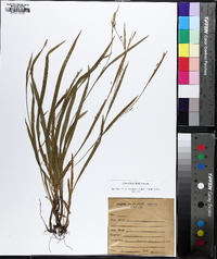 Carex laxiculmis image