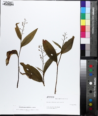 Maianthemum trifolium image