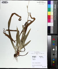 Carex plantaginea image