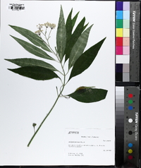 Asclepias perennis image